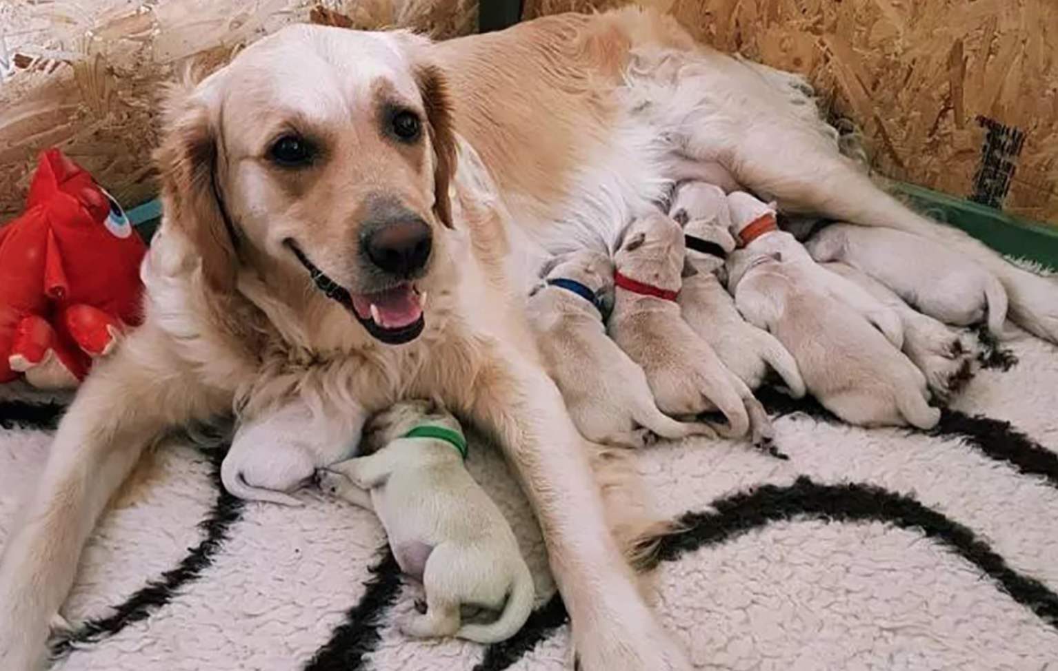 YouTube/Did You Know?