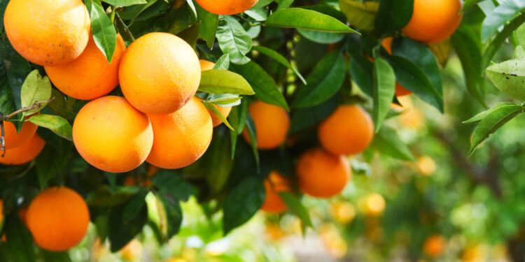 The origin of “orange”: which came first, the color or the fruit?