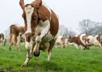 Cows are deadlier than Sharks