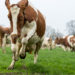 Cows are deadlier than Sharks