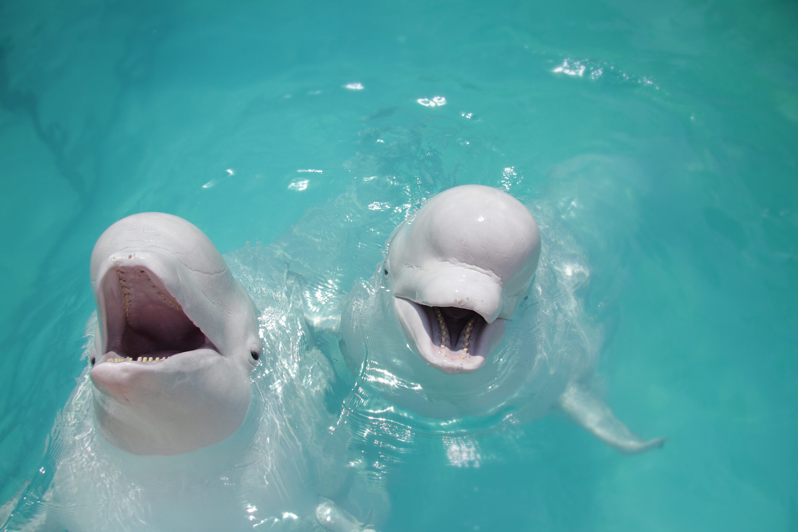 The beluga whales that were finally rescued