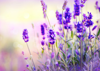 Top 6 mosquito-repellent plants and herbs