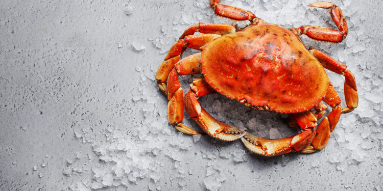 Unveiling the Marvelous World of Dungeness Crabs: Biology, Harvesting Techniques, and Culinary Possibilities