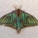 Exploring the Wonders of the Rare Spanish Moon Moth