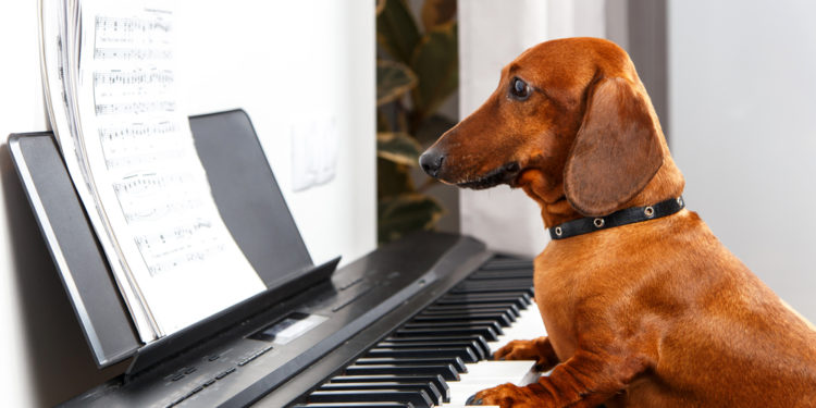 Babysitting your cat or dog with music or television