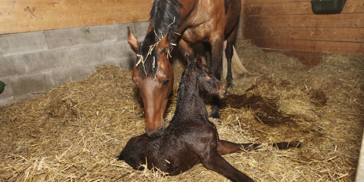 Horses usually foal during what time of the year?