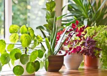 The best ways to save your houseplants